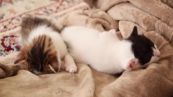 Close-up of three weeks old sleeping kittens, relaxing and cozy time in the soft blanket - Imágenes, Vídeo