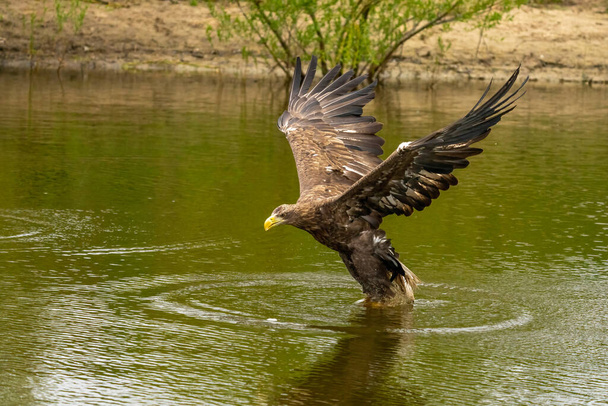 A hunting European eagle makes the landing above water, trees in the background. Grabs the prey in the lake with its claws. Detail, fish, impressive. - Photo, Image
