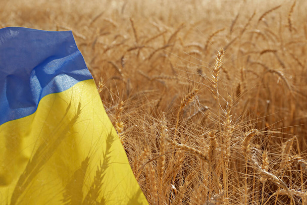 Ukrainian national flag lying on the wheat filed illuminated by soft sunset light as symbol of upcoming food crisis. Close up, copy space for text, background. - Φωτογραφία, εικόνα