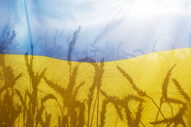 Silhouettes of wheat ears on the Ukrainian national yellow and blue flag backlighted by soft sunset light as symbol of upcoming food crisis. Close up, copy space for text, background. - Φωτογραφία, εικόνα