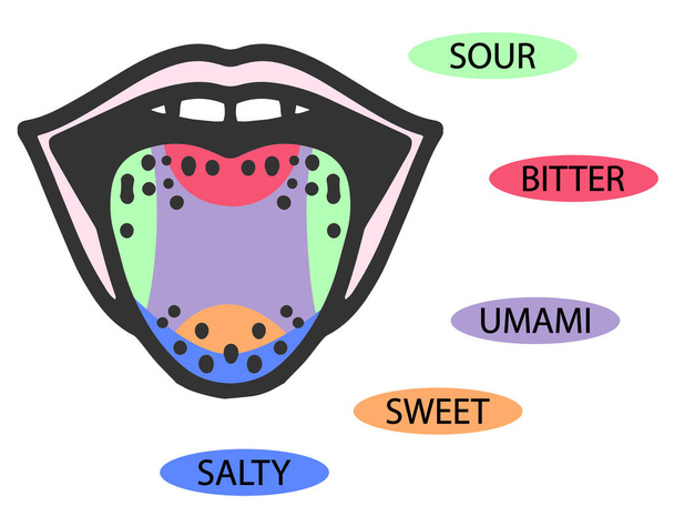 スキームの概念を味わう。ベクトルフラットモダンなカラーイラスト。唇のある舌。口の中おいしい意味記号。うま味、甘い、酸味、苦味、塩味のアイコン。舌帯インフォグラフィック. - ベクター画像