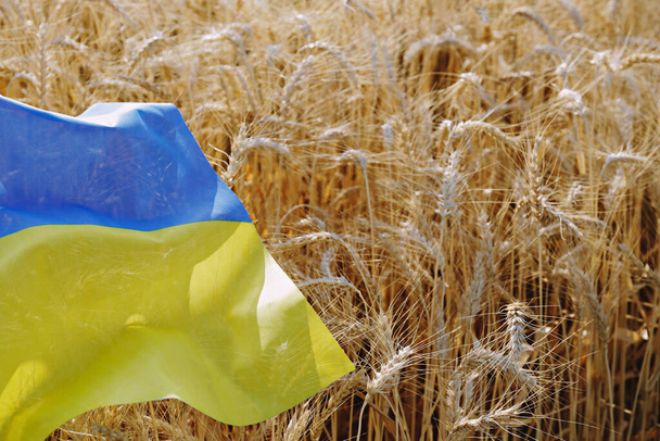 Ukrainian national flag lying on the wheat filed illuminated by soft sunset light as symbol of upcoming food crisis. Close up, copy space for text, background. - Фото, изображение