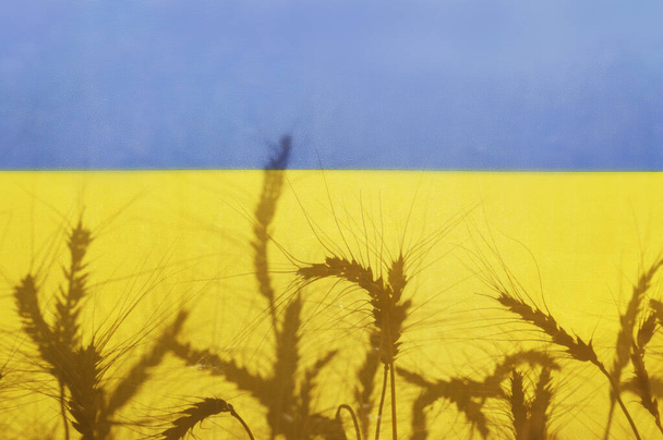Silhouettes of wheat ears on the Ukrainian national yellow and blue flag backlighted by soft sunset light as symbol of upcoming food crisis. Close up, copy space for text, background. - Foto, Imagen