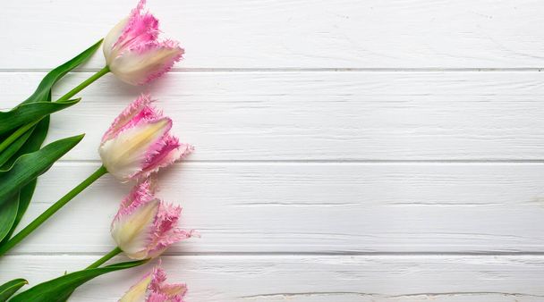 Tulipánok fehér háttérrel. Képeslap szöveggel. Öt rózsaszín tulipán - Fotó, kép
