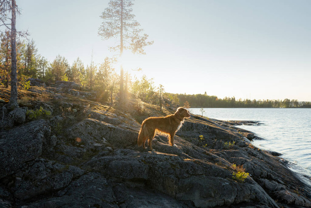 dog on the stone seashore on sunset. Nova Scotia duck tolling retriever in a unique landscape - Φωτογραφία, εικόνα