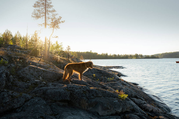 dog on the stone seashore on sunset. Nova Scotia duck tolling retriever in a unique landscape - Fotografie, Obrázek