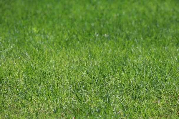 Πράσινο νεαρό γρασίδι, γκαζόν, πρώτο πλάνο και φόντο εκτός εστίασης - Φωτογραφία, εικόνα