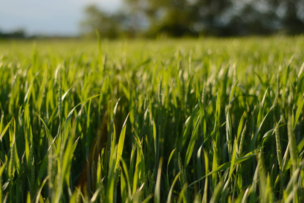 Зелене пшеничне поле в Україні - Фото, зображення