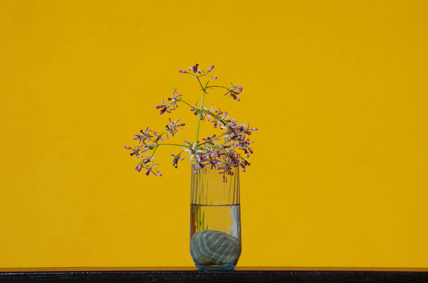 Κομμένα και ευωδιαστά λουλούδια της Melia azedarach (δέντρο κομπολόι ή Chinaberry) σε ένα ποτήρι με νερό και το κίτρινο φόντο ενός σπιτιού, ανθοφορία εμφανίζεται από την άνοιξη έως το καλοκαίρι - Φωτογραφία, εικόνα
