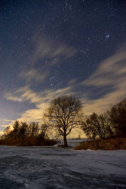 Persona vicino all'albero che osserva le stelle di notte - Foto, immagini