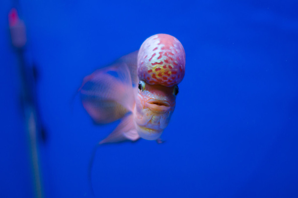Flowerhorn Cichlid ryba - Fotografie, Obrázek