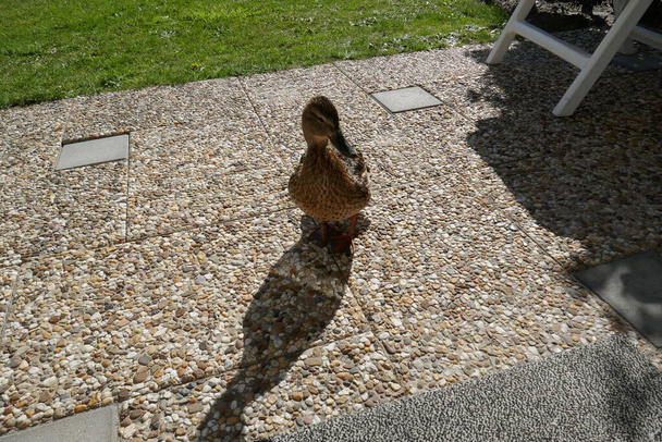 ciekawy samica kaczka krzyżówka na patio - Zdjęcie, obraz