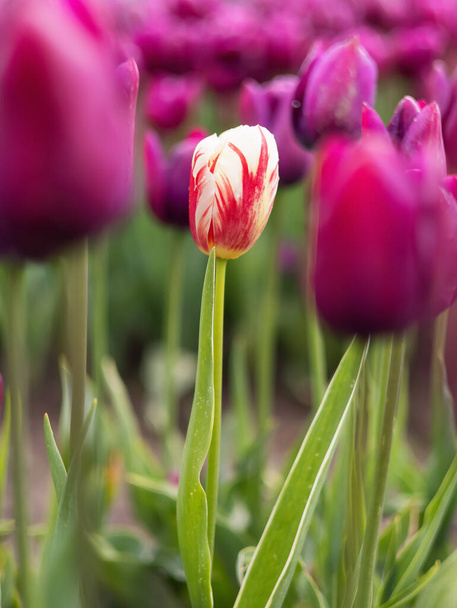 Tulip Flower Field. Close Up Nature Background. Spring Season. - Foto, Imagen