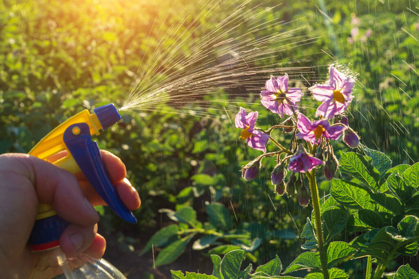 Spraying flowering potatoes for Colorado potato beetles or bacterial diseases. - Photo, Image