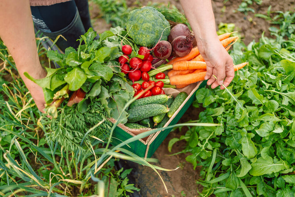 Kadın çiftçi elinde taze organik sebzelerle dolu bir kutu tutuyor. Sağlıklı organik gıda, sebze, tarım, yakın plan. - Fotoğraf, Görsel