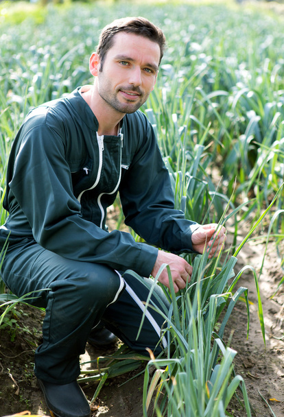 Farmer working in a leek field - Photo, Image