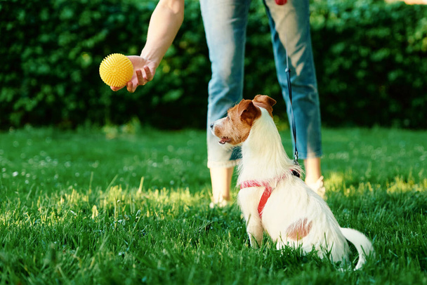 Nainen kävelyttää koiraansa, omistaja leikkii lemmikin kanssa puistossa vihreällä ruoholla, koira puree palloa naisen käsissä - Valokuva, kuva
