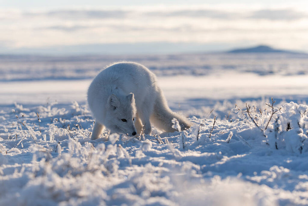 Volpe artica selvatica (Vulpes Lagopus) in tundra in inverno. Volpe artica bianca. - Foto, immagini