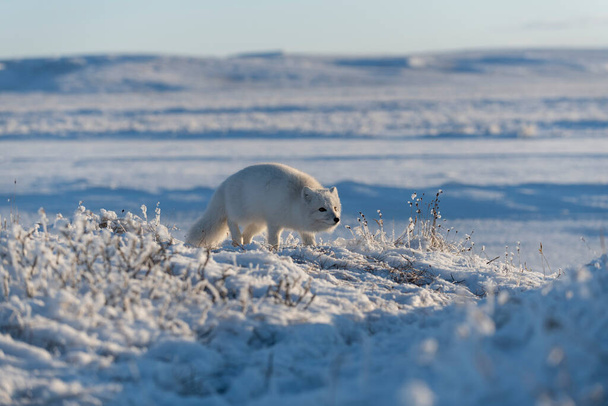 Raposa ártica (Vulpes Lagopus) escondida em tundra selvagem. - Foto, Imagem