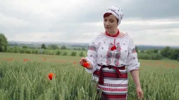 γυναίκα στα ουκρανικά εθνικό φόρεμα σε ένα ανθοφόρο τομέα παπαρούνας. - Πλάνα, βίντεο