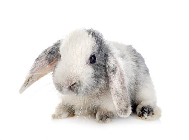 mini lop in front of white background - Photo, Image