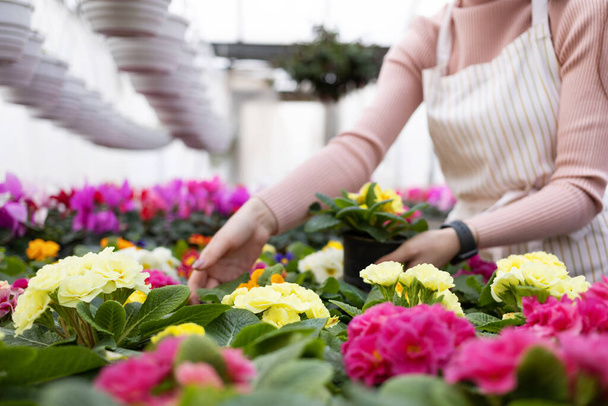 Női kertész és kerti virágok növényekkel. Kertészeti koncepció mint hazai vállalkozás - Fotó, kép