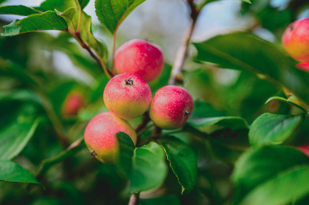 dojrzałe różowe lub czerwone owoce jabłoni wiszące na gałęzi jabłoni późnym latem - Zdjęcie, obraz