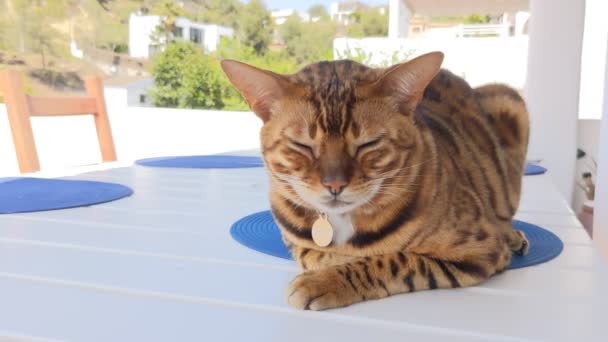 Bengal domestic cat sits on the table after dinner - Video, Çekim