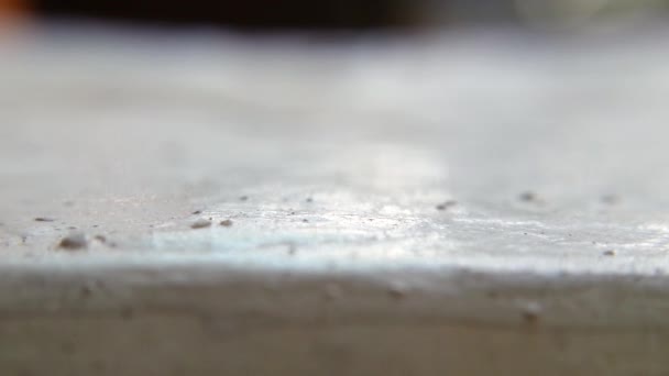 Zwiedzanie mrówki - Materiał filmowy, wideo