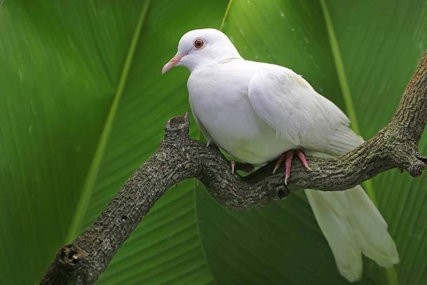 乾いた木の枝に白い色付きの鳩が挟まっていました。学名はStreptoperia bitorquata 。. - 写真・画像