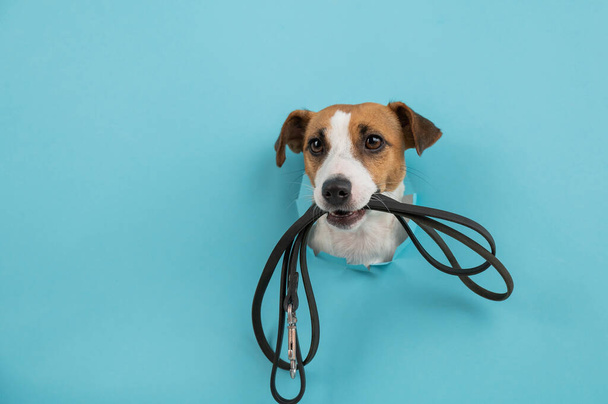 The head of a Jack Russell Terrier dog sticks out through a hole in a paper blue background with a leash in his teeth - Фото, зображення