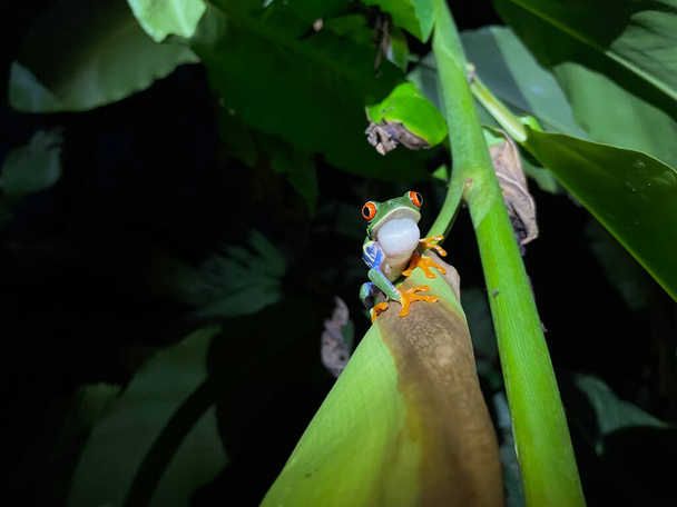 The red-eyed tree frog is native to Neotropical rainforests - Zdjęcie, obraz