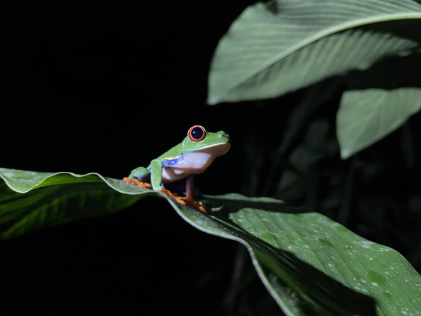 The red-eyed tree frog is native to Neotropical rainforests - 写真・画像