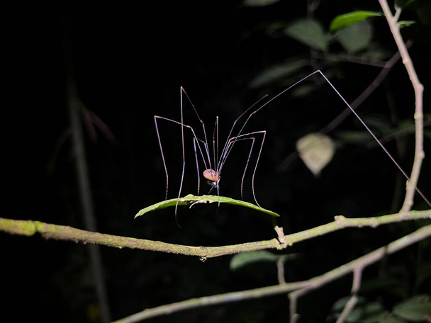 Spider. Nightlife in the rainforest - Zdjęcie, obraz