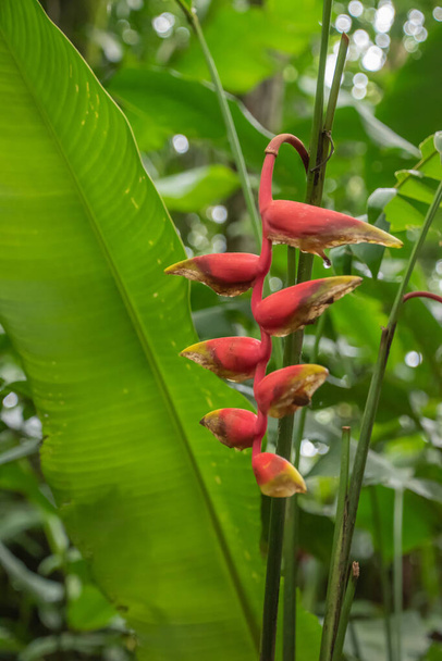 Plus de pluie mais plus de végétation verte pendant la saison des pluies au Costa Rica. C'est un paradis pour les amoureux de la nature - Photo, image