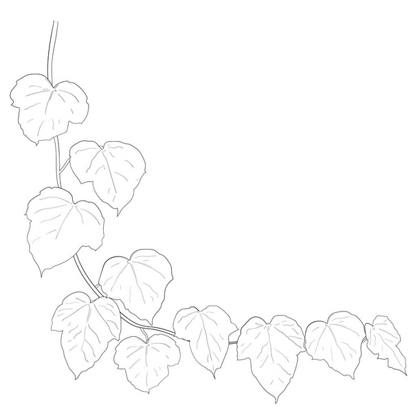 Drawing of ivy leaves isolated on white background. vector illustration - Vector, Image