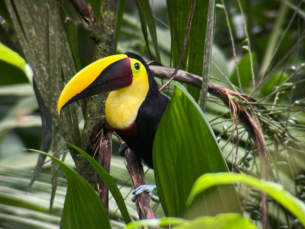 Mieszkają głównie w tropikach nizinnych. Porwany w Kostaryce - Zdjęcie, obraz