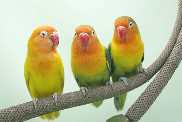 Три влюблённых пташки сидят на плоте цветка антуриума. Эта птица, которая используется как символ истинной любви, имеет научное название Agapornis fischeri. - Фото, изображение