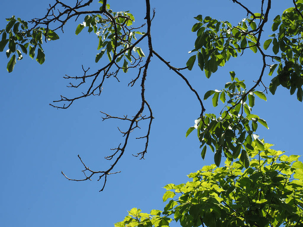 tree branches silhouette over a blue sky - Fotoğraf, Görsel