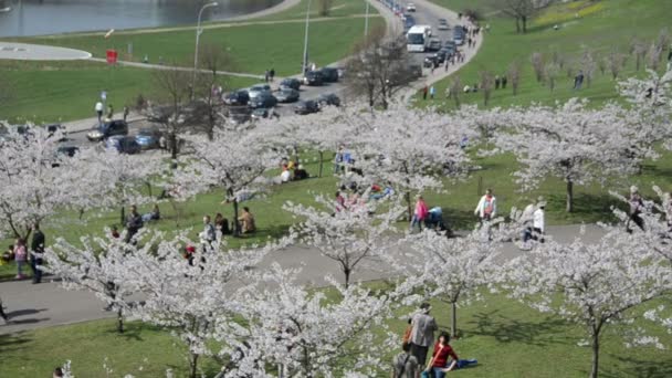 As pessoas relaxam perto de cerejeira e forsythia arbusto de flores no parque
 - Filmagem, Vídeo