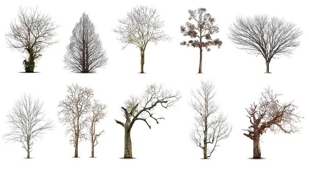 Collection of dead tree,dry tree, isolated on white background. - Photo, Image