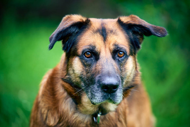 close-up van senior hond met grote droevige ogen kijken naar camera - Foto, afbeelding