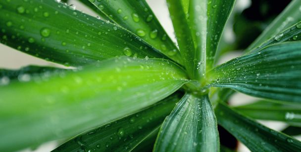 Wassertropfen auf grünen Blättern - Foto, Bild