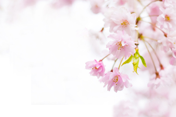 Abstract pink cherry blossom flower background - Photo, Image