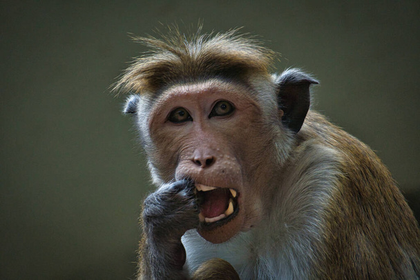 Rhesusaffe sitzt auf einem Ast und pinkelt in seine Zähne. Tierfoto eines Säugetiers. Beobachtung im Zoo. - Foto, Bild