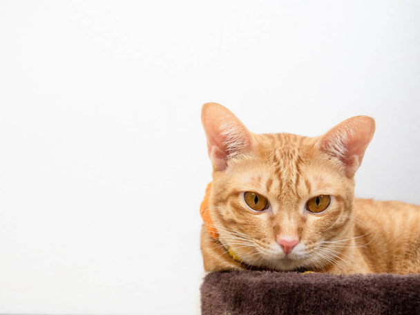 Carino gatto arancione guardando la fotocamera su bianco isolato spazio di copia di sfondo - Foto, immagini