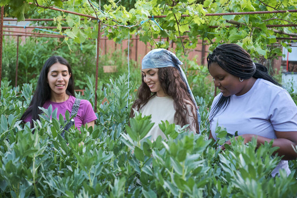 Три многоэтнических фермера собирают широкие бобы с растений в городском саду. Добровольцы сообщества. - Фото, изображение