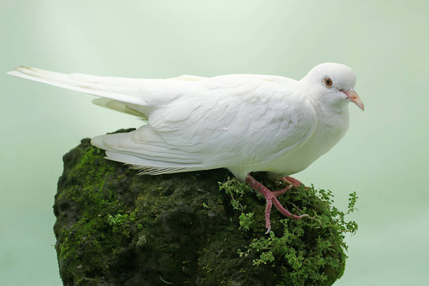 Valkoinen kyyhkynen etsimässä sammalta peittävältä kalliolta. Tällä linnulla on tieteellinen nimi Streptopelia bitorquata. - Valokuva, kuva