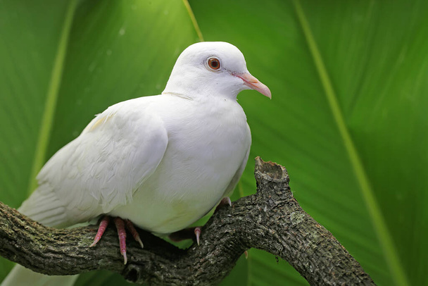 A white collared-dove was perched on a dry tree branch. This bird has the scientific name Streptopelia bitorquata. - Photo, Image