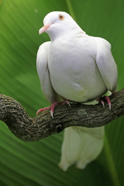 Na suché větvi stromu seděla holubice s bílým límcem. Tento pták má vědecké jméno Streptopelia bitorquata. - Fotografie, Obrázek